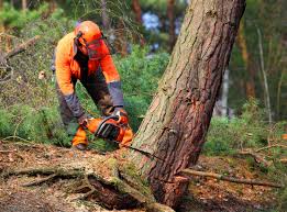 How Our Tree Care Process Works  in Five Corners, WA